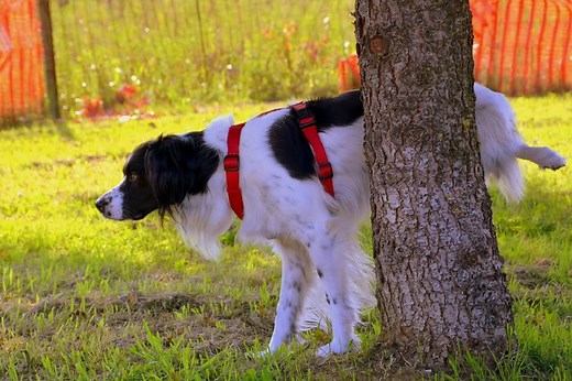 How to Protect Trees from Dog Urine: 8 Tips to Try Today