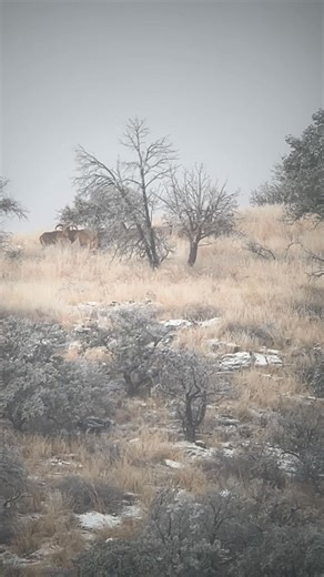 West Texas Aoudad Sheep Come Hunt H.E. Sproul Ranch 678 yards wow snow and cold weather in the Davis Mountains got to love it !! #royhurley #sproulranch #hunthesproulranch #kuiu #kuiunation #kuiu_official #ranchlife #KeepRanchin #foryoupage #outdoorsmans #aoudad #aoudadhunting #westtexasaoudad #skyoutdoors #goviral #swarovski | H.E. Sproul Ranch and The Harvard Hotel