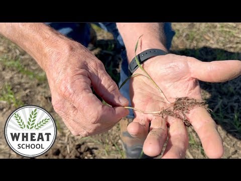 Wheat School: Think population, depth and fertility for winter wheat planting success