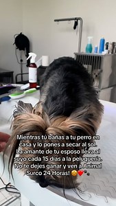 Ya lo sabes ven al mejor servicio de Grooming y peluquería vitrina, aquí en Animal Surco 24 Horas ❤️☺️朗 #animalsurco24horas #veterinaria24horas #medicinaveterinaria #groomers | Animal Surco | Facebook