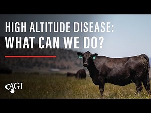 High Altitude Disease: WHAT CAN WE DO?