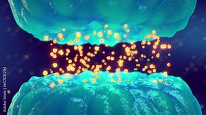 Animation of synaptic transmission between nerve cells (neurons). The synapse is the gap between two neurons and is also called neuronal junction Stock Video