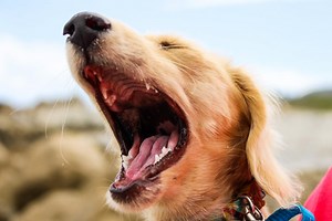 11 Different Types of Dog Barking (With Translations)