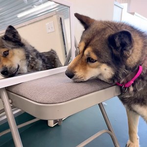 13K views · 1.2K reactions | Alex would like to introduce to one of our longest residents, Asia the Chowsky (Chow Chow/Husky mix). Asia has been with us since December of 2020! She has done a lot of work to overcome her fears and is absolutely ready to find her forever home. If you’d like to meet Asia, please complete an application online on our website. #chowsky #bravegirl #adoptdontshop #nmdr | National Mill Dog Rescue | Facebook
