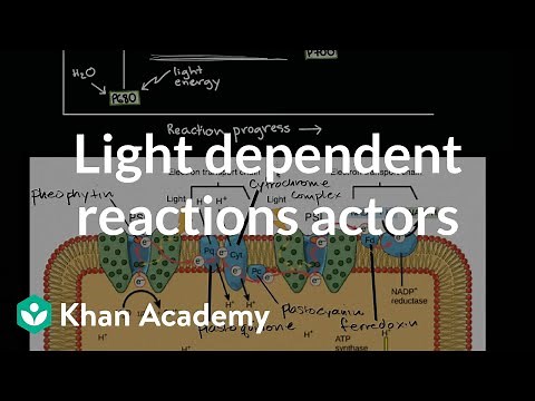 Light dependent reactions actors