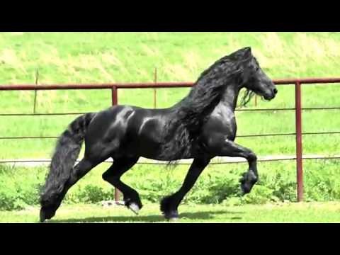 Caballo Frison - Caballos Frisones