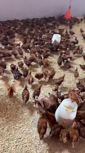 5.2K views · 200 reactions | مرحبا بكم في مقر الشركة بالمرناقية https://maps.google.com/?q=36.763927,10.011826 أو نبعثولكم لولاياتكم ☎️96080967 | تربية الدواجن والفلوس و بيع فقاسات pto | Facebook