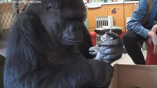 Koko The Gorilla Adopts Two Kittens