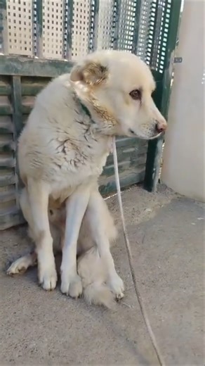 Hay que ser muy mala persona para hacer esto con un Perrito... 😓🐕😍 os contamos la historia de Fobo.