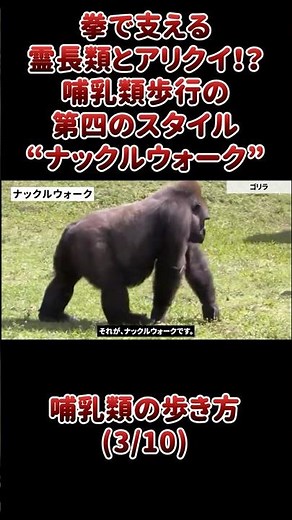 拳で支える霊長類とアリクイ！？哺乳類歩行の第四のスタイル“ナックルウォーク”
