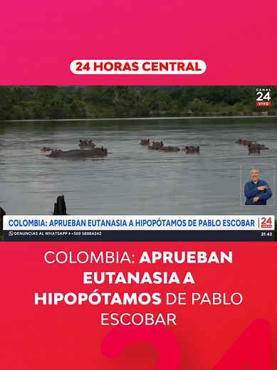 🦛🇨🇴 Los hipopótamos que vamos a ver a continuación no están en África, que es su hábitat natural, sino que deambulando por campos y ríos de Colombia, país que autorizó un plan para sacrificar a decenas de estos descendientes de especímenes traídos directamente por el narcotraficante Pablo Escobar. 📱Más detalles en 24horas.cl