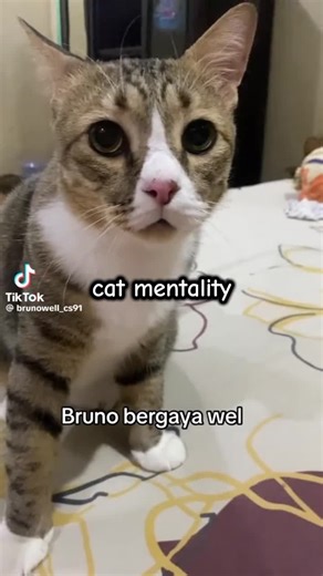 Understanding Cat Mentality: Insights into Feline Behavior