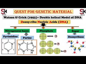Watson & Cricks DNA double helix model..