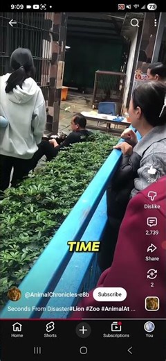Lioness and man pulling contest (sort of)