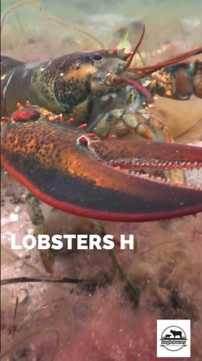 How Many Legs Does A Lobster Have