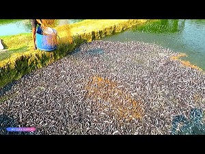 Awesome! Million Catfish eating Pellet Feed in Pond | Usaha Budidaya Lele