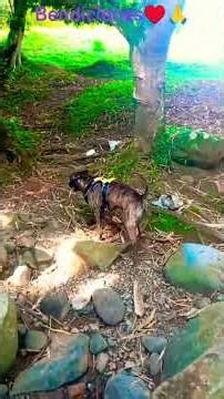 ¡yo pensando si me meto"el Danger"!#animales #mundoanimal #love #pitbull bendiciones mi gente 💯pre🙏