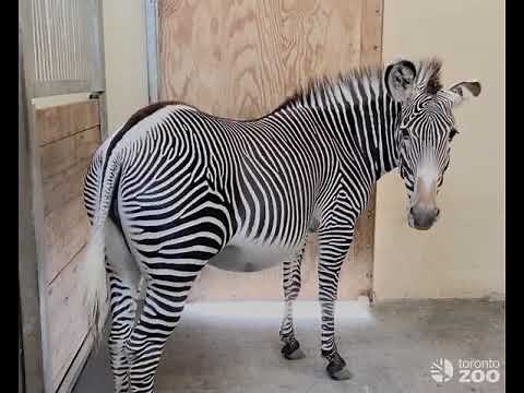 Tori the Grevy's Zebra Pregnancy Update