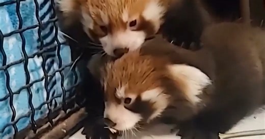 ZooMontana's red panda cubs delight visitors