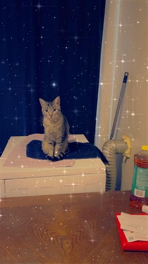 https://gofund.me/a18ca3b9a Please share & donate for Lily surgery. Thank you!