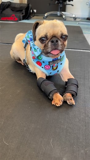 PugRescueVic on Instagram: "Biggie Smalls saying hey… Got on my special @animal.tech front leg custom made braces ready for my physio session with Sarah @thepetphysio yay.. Cavaletti‘s and balancing..… Pru of course tried to join in… Biggie Smalls xxx www.pugrescue.org.au 🐾Biggie Smalls was a puppy farm boy cruelty case coming to us via a major shelter. All 4 of his legs are deformed with his front both having severe angular deformities and his hind legs both having high grade luxating patellas