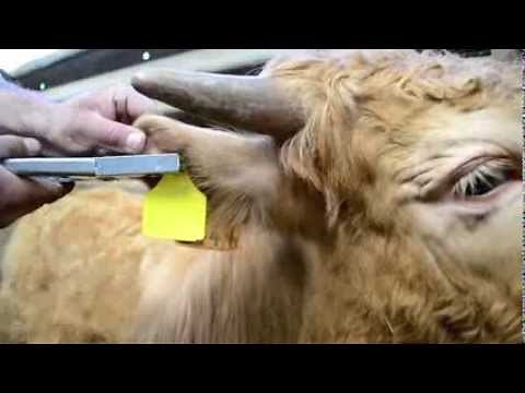 ARDES ear tag cattle tagging best practice