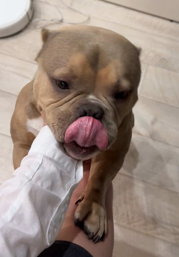 Understanding American Bully Dogs: Traits and Care