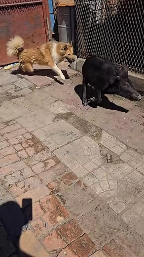 PiggFarming on Instagram: "3 Ways to Raise Pigs for BIG Farmhouse Profits! 🐷💰 Want to turn pig farming into a highly profitable business? In this video, we’ll show you three powerful ways to raise pigs in a farmhouse setting and maximize your earnings. Whether you’re just starting out or already farming, these practical tips will help you boost your farm’s profitability while ensuring your pigs grow healthy and strong. We’ll cover: ✅ The best pig breeds for fast growth and high returns ✅ Feedi