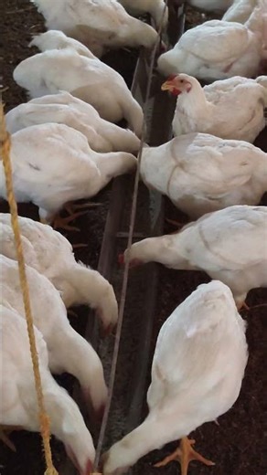 Proper Feeding Management system in poultry farm#viralshirts