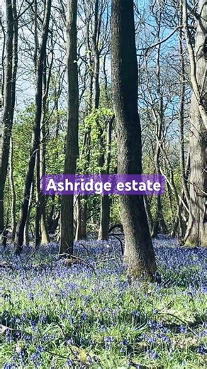 Spring is gone too soon #nature #spring #richmondpark #ashridgeestate #mk #willenlake #berkhamsted