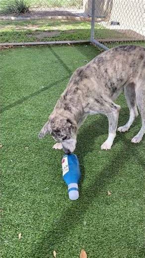 Meet Willa a Great Dane currently available for adoption! 3/18/2026 10:24:53 AM