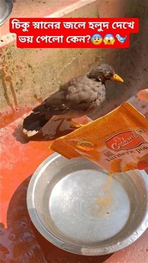 চিকু স্নানের জলে হলুদ দেখে ভয় পেলো কেন? 😰😱#birds #salik #shorts #trending #viralvideo