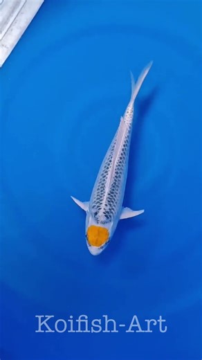 Koi Fish - Have you ever seen a Tanchō Kujaku Kirin this good? 🤩 #koihobby