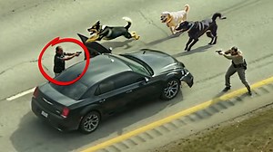 When Animals Save People’s Lives - 1Funny.com