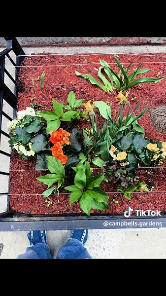 Spring tree pit #gardeningwithlove #gardening #design #maintenance #installation #love #nyc #patio #terrace #tree #sidewalk #plants #art #island #castle #versace #flower #flowershop