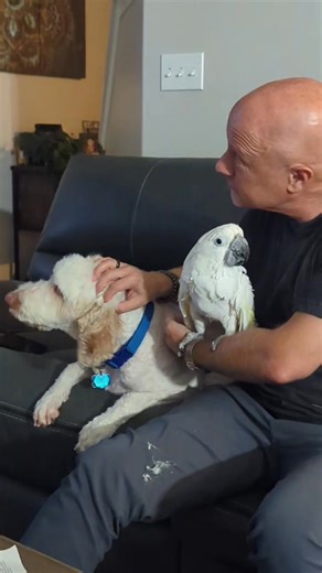 89K views · 3.8K reactions | Amy’s telling the story, her husband’s traumatized, and Boo? Boo’s proud. Moments after pooping on his leg, Boo chimes in like it was all part of the plan. This is life with birds, folks. Nobody’s safe.  #BooBombed #BirdLife #FeatheredFelony #BirdsInTheDoghouse | Birds in the Dog House | Facebook