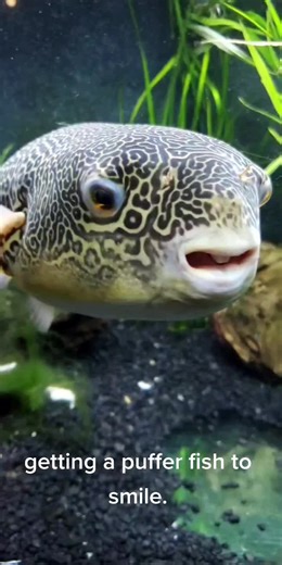 Getting a Puffer Fish to Smile: Daily Cuteness