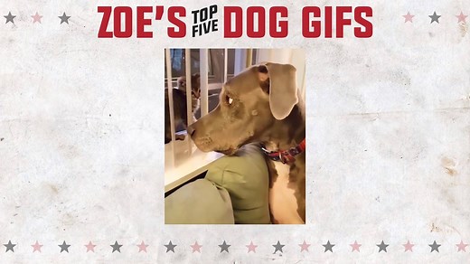 42K views · 176 reactions | Zoe Sandor of 'Cat Vs Dog' counts down her top 5 favorite dog gifs! | Animal Planet | Facebook