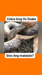 Cobra king Vs Snake... Sino Ang matatalo? #highlightseveryone #everyone | Francis DelaCruz Bia