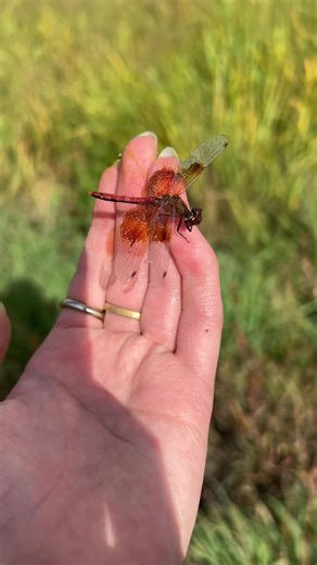 Band winged meadowhawk #bug #emobug 🌼