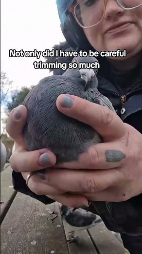 Feral Pigeon Beak Trim