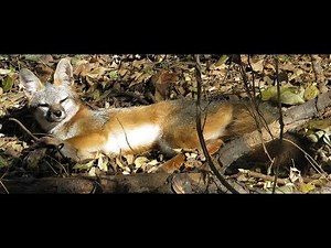 Grey Fox Trapping for the Beginner Trapper