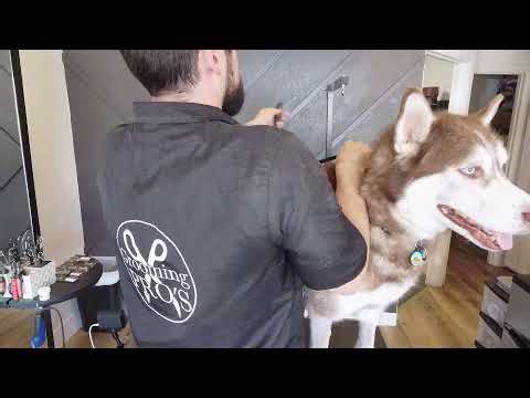 How to Groom a Husky like a Professional