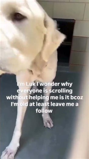 Luk, a gentle Great Pyrenees, has been waiting for a second chance for TWO WEEKS.#usa #sad #canada