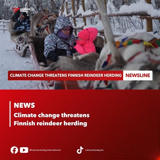 Located in the far north, the reindeer herding region covers one-third of Finland. Climate change, however, poses a significant threat to these animals, with the Arctic warming four times faster than the global, with the Arctic warming four times faster than the rest of the world. #Reindeer #ArcticWildlife #ClimateChange #GlobalWarming #Vietnamtoday | Vietnam Today
