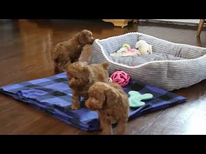 Toy Poodle Puppies For Sale