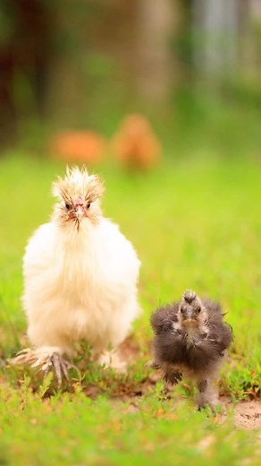 🐔 Fun Facts About Silkie Chickens! 🐔 Silkie chickens are known for their unique appearance and charming personalities. Here are some fun facts about these delightful feathered friends: Soft and Fluffy Feathers: Silkie chickens have an extraordinary appearance due to their soft, fluffy feathers that resemble fur or silk. Their feathers lack barbicels, the tiny hooks that usually hold feathers together, giving them a silky and puffy appearance. Ancient Origins: Silkie chickens have a long histor