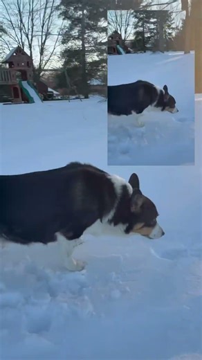 Winter Compilation: Music Video: Dogs and Coyotes