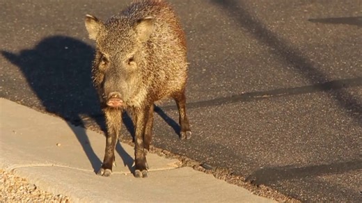 Wildlife advocates report surge in animal-vehicle collisions across Arizona