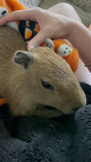 26K views · 779 reactions | Babybara compilation for you! Is there anything cuter than a baby capybara? Cheesecake is QUITE small compared to Pumpkin  #baby #babyanimals #babyanimal #cuteanimals #capybara #capybaras #capybaralove #capybarasofinstagram #capybarababies #babycapybara #cute | Dark Wings Wildlife & Education | Facebook